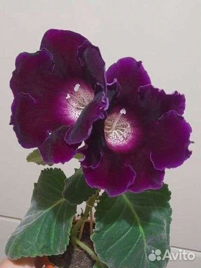 Глоксиния детки