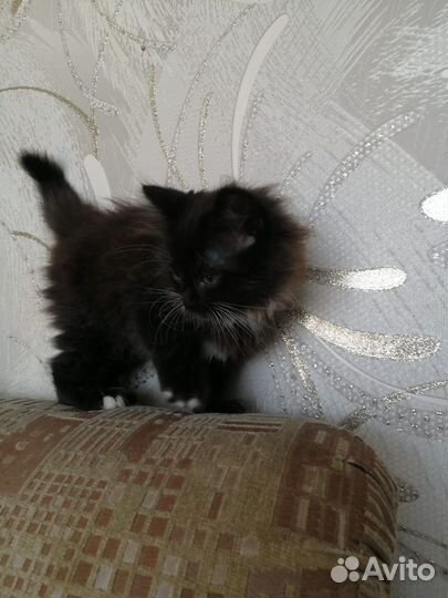 Кошки в добрые руки бесплатно