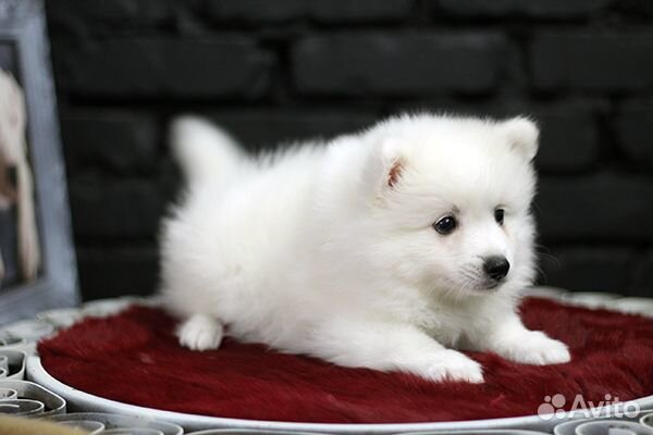 Обаятельные щенки Японского шпица