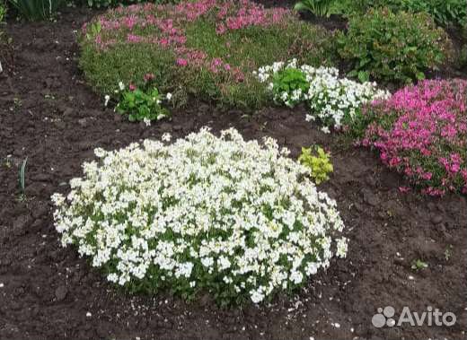 Арабис, фиалка