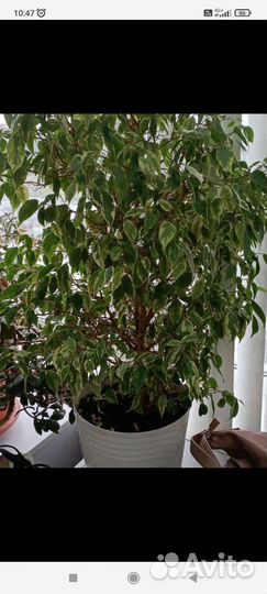 Фикус бенджамина пестролистный