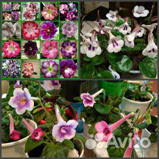 Минисинингии -семена