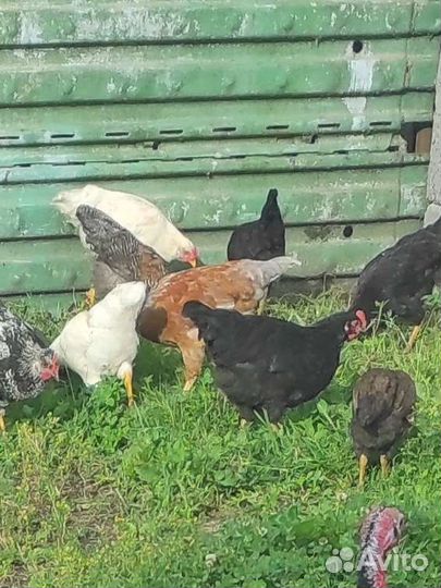 Петушки молодые