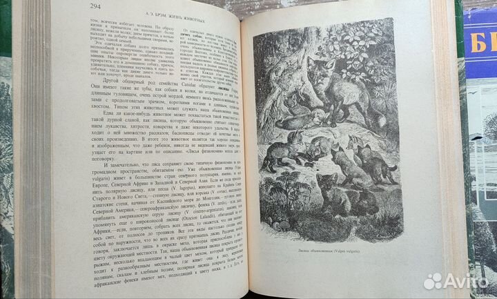 А. Э. Брэм Жизнь животных