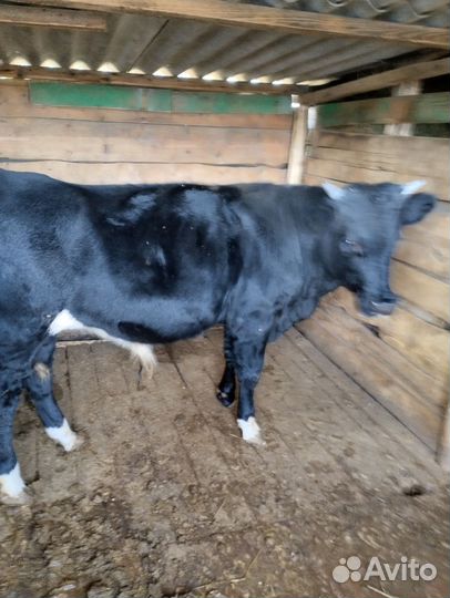 Продам бычка