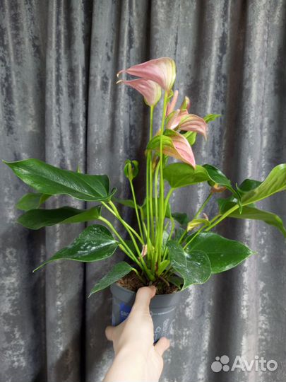 Антуриум Джоли пинк