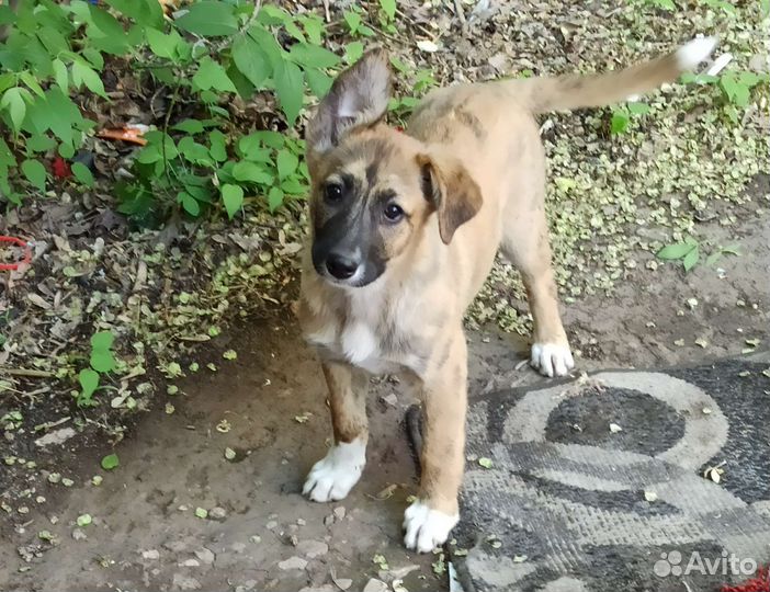 Собаки бесплатно в добрые руки щенки