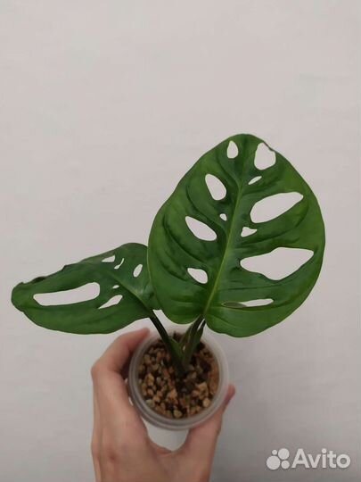 Монстера манки лиф