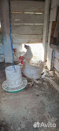 Курицы несушки