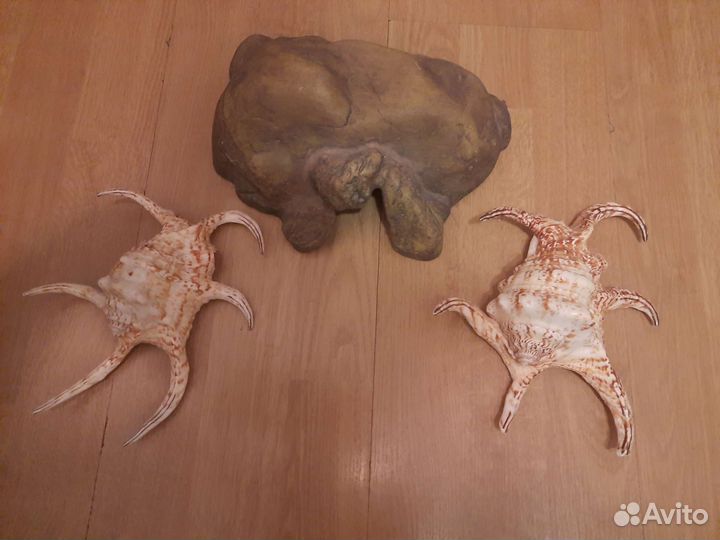 Грот,большие ракушки