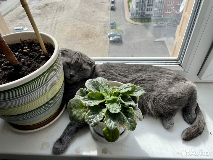 Отдам кошку В добрые руки