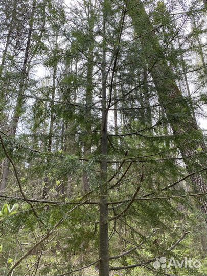 Свежие пихтовые веники для бани