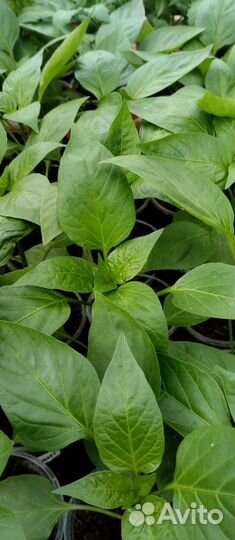 Продается Рассада: помидор, огурцов, перцев, клубн