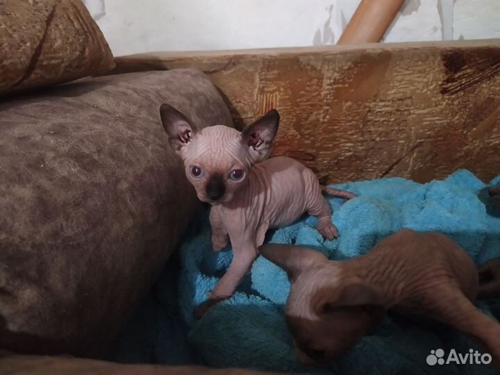 Канадский сфинкс