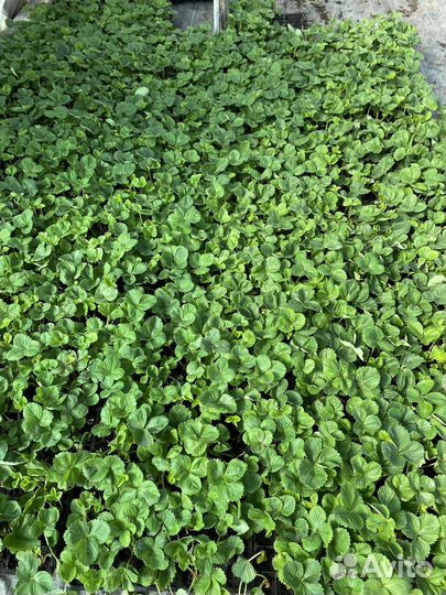 Рассада клубники