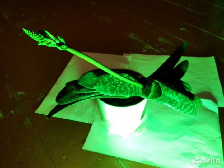 Розовый зигокактус Гастерия