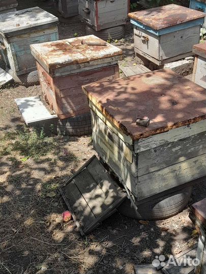 Продам пчелосемьи с уликами
