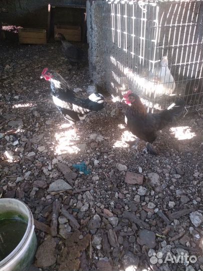 Курочки и петухи карликовые бьетнамки и конихины