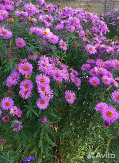 Астра новоанглийская