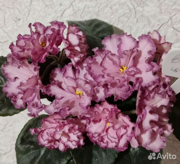 2.Сортовые фиалки