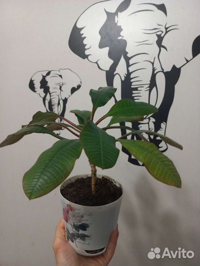 Молочай пальмочка