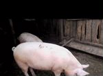 Свинина живым весом