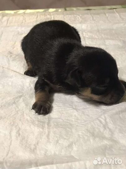 Мини той-терьер щенки