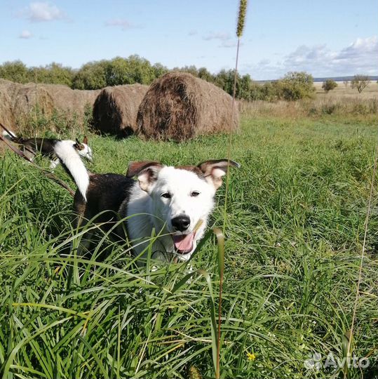 Собака в добрые руки отдам бесплатно