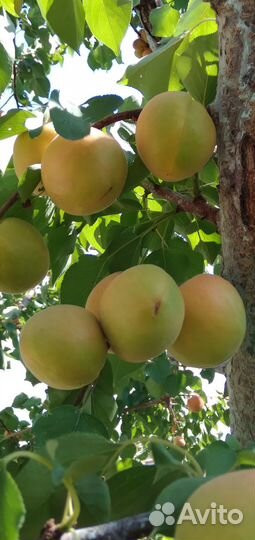 Абрикос оптом