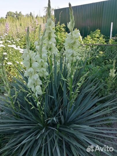 Многолетние цветы