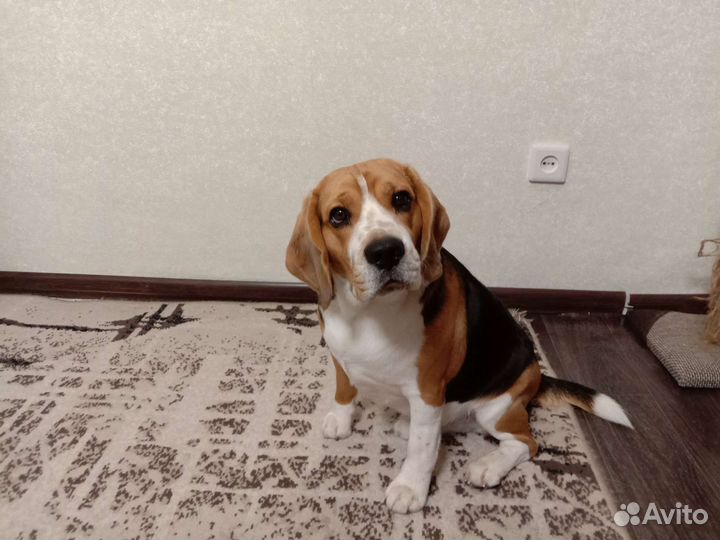 Вязка кобель бигль