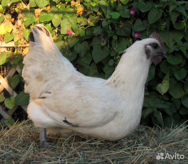 Леггорн.окрас 