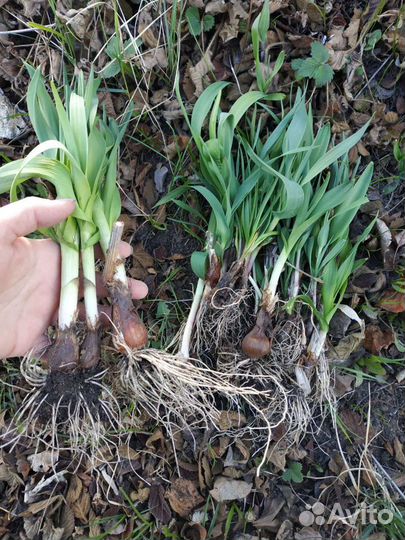 Черемша садовая в наличии, сажать в любое время