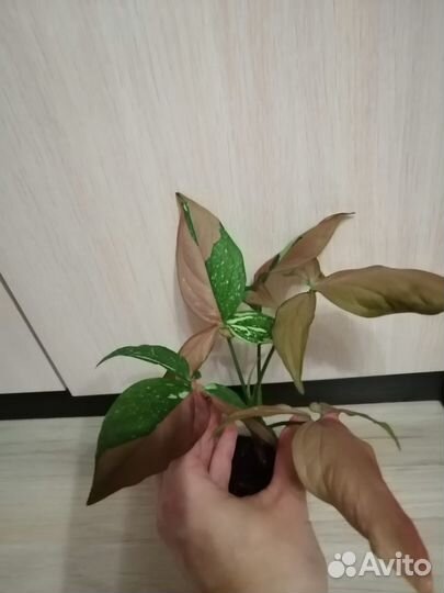 Сингониум ред спот триколор