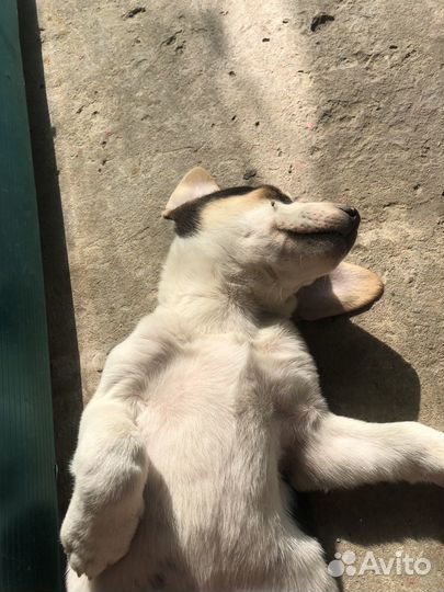 Щенки дворняги