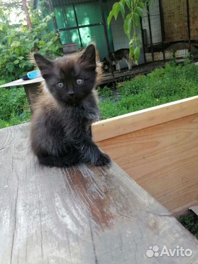 Котята в добрые руки бесплатно