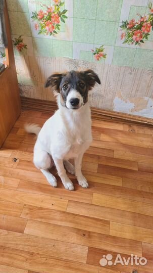 Собаки щенки