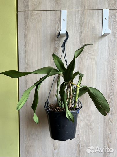 Орхидея каттлея Pedra da Gavea