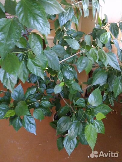 Комнатный гибискус