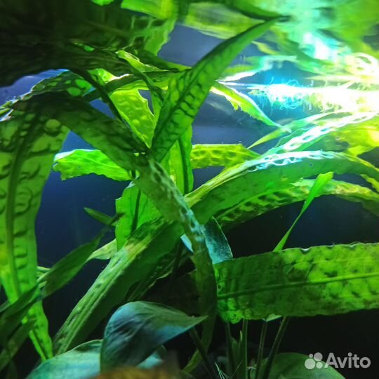 Аквариумные растения