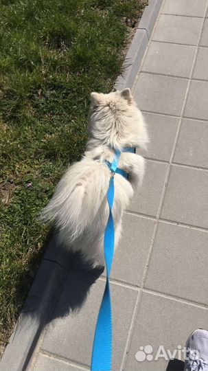 Выгул собак-кошек