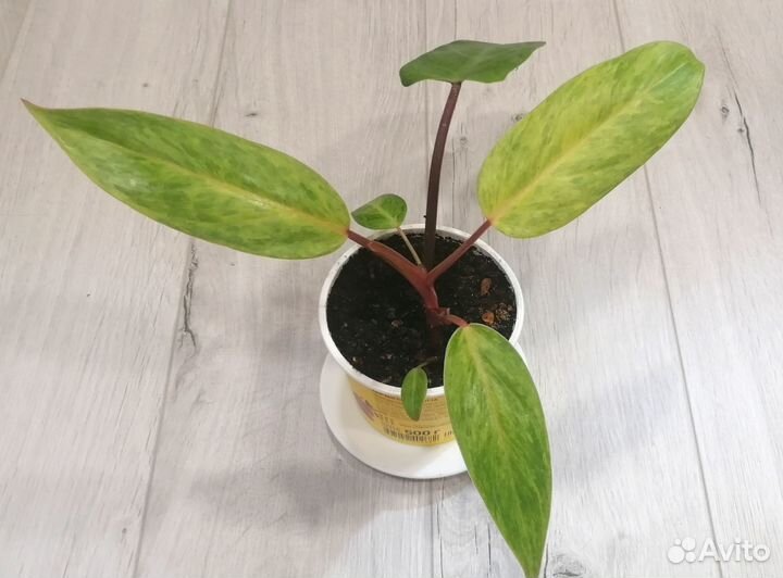 Филодендрон Медуза