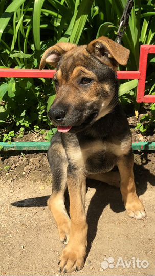 Щенкки,мальчик и девочка в добрые руки