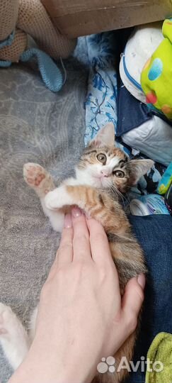 Котята, 2,5 месяца, девочки