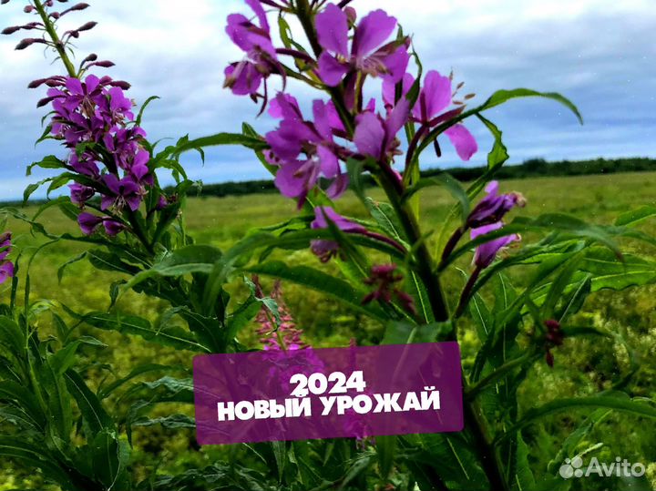 Иван-чай 1 кг 2024 с ягодами,цветами и листом др