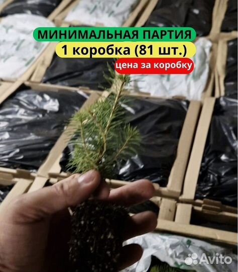 Саженцы сосны зкс в розницу