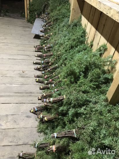Веники пихта,кедр,можевельник