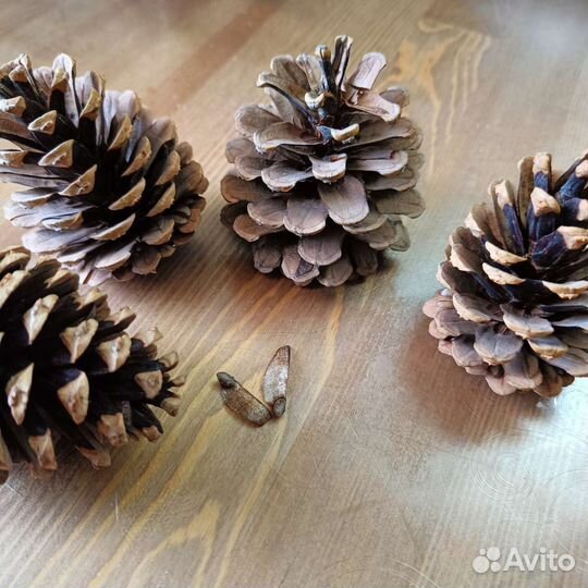 Шишки сосновые 4 шт