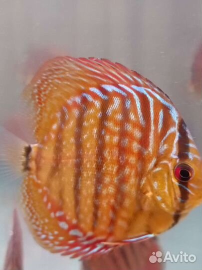 Подростки дискусов