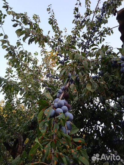 Слива кубышка